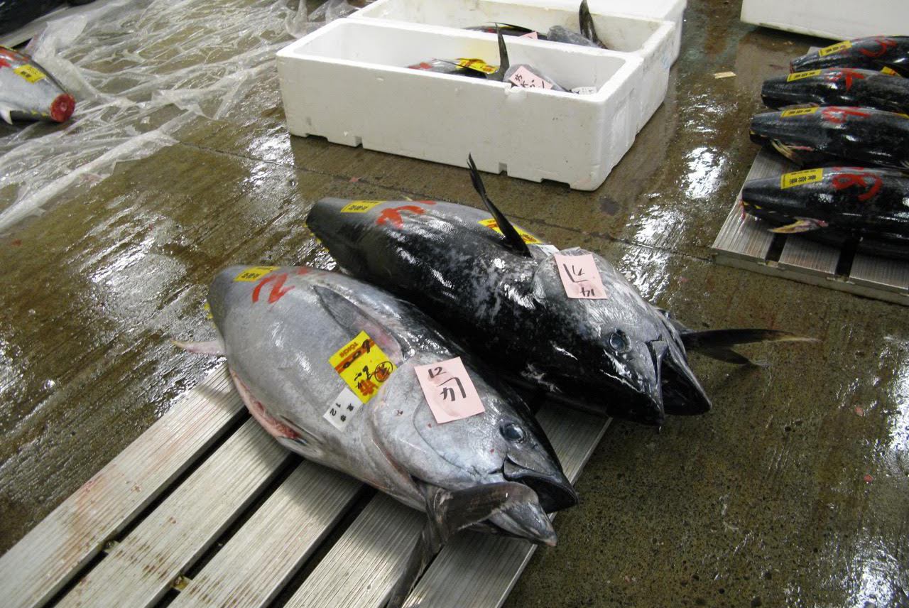 Целая тушка тунца